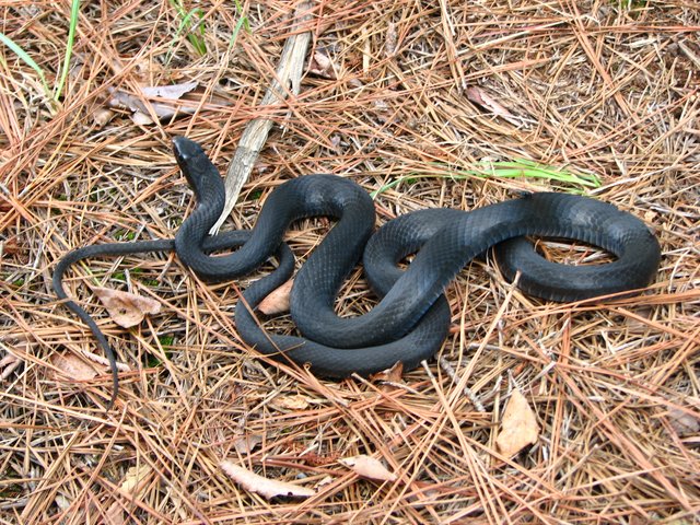 Northern Black Racer